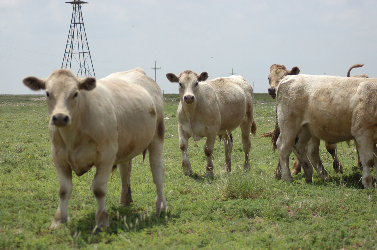 fall calves